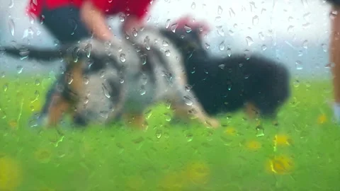 Dogs playing on the lawn, view through wet glass Stock Footage 154354017