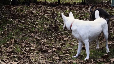 Dogs playing in leaves Stock Footage 76903852