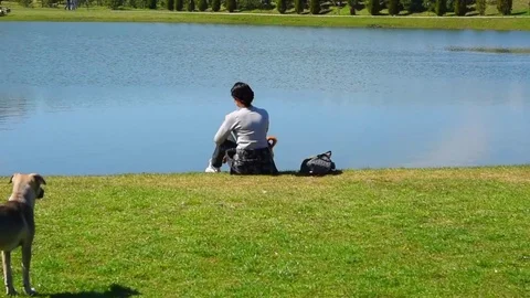 Dogs playing next to her Stock Footage 74064996