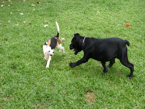 Dogs Playing Outdoors Видео 80427424