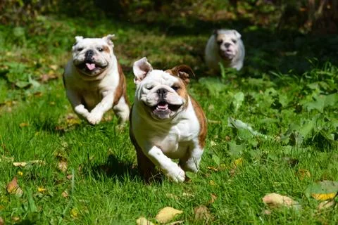 Dogs playing outside Stock Photos