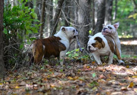 Dogs playing outside Stock Photos