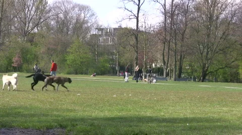 Dogs playing in a park Stock Footage 119785