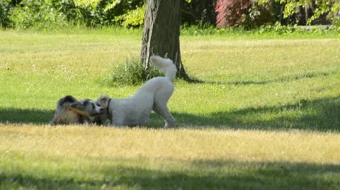 Dogs playing in the park 스톡 동영상 21231314