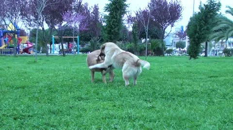 Dogs playing in the park Stock Footage 24808266