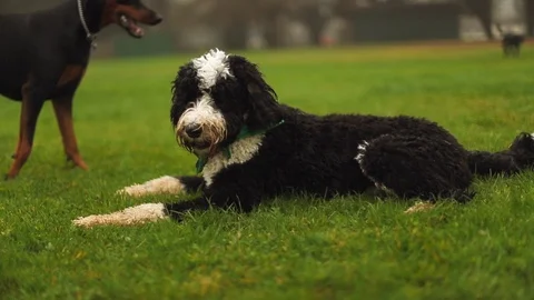 Dogs playing at the park. Stock Footage 88404713