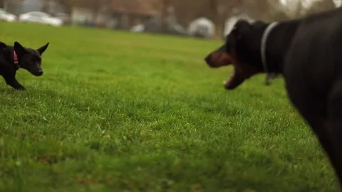 Dogs playing at the park. Stock Footage 88404728
