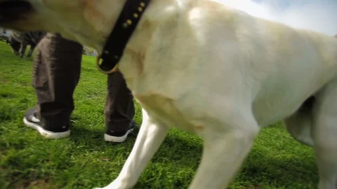 Dogs playing at the park. Stock Footage 88404755