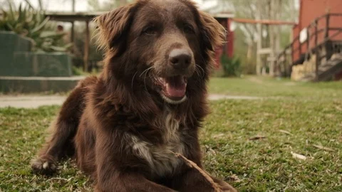 Dogs playing in the park Stock Footage 117370209