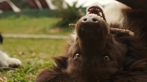 Dogs playing in the park Stock Footage 117370260