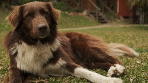 Dogs playing in the park Stock Footage 117370314