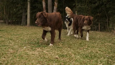 Dogs playing in the park Stock Footage 117374537