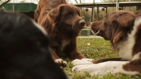 Dogs playing in the park Stock Footage 117376600