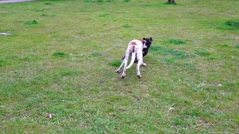 Dogs playing in the park Stock Footage 151026376