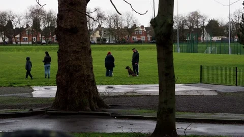 Dogs playing in the park Stock Footage 229108471