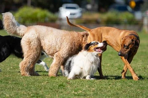 Dogs playing in the park Stock Photos