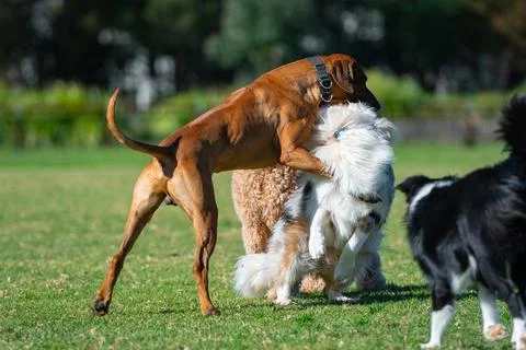 Dogs playing in the park Stock Photos