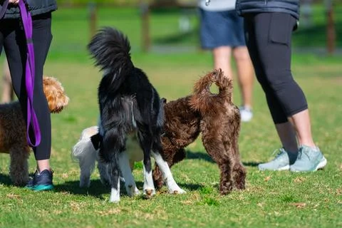Dogs playing in the park Stock Photos