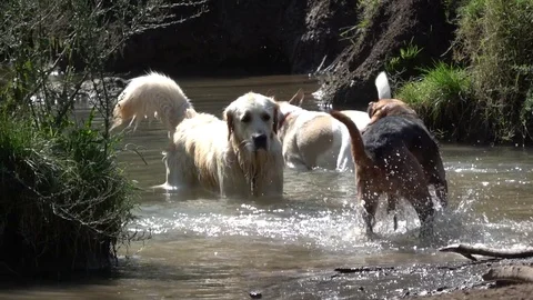 Dogs playing at the park spouting water, slow motion Stock Footage 80427204