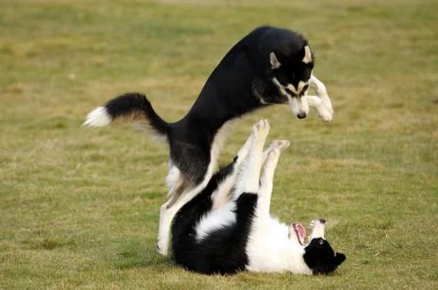 Dogs playing Stock Photos