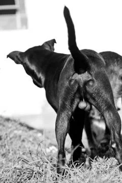 Dogs playing Stock Photos