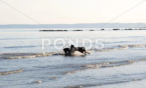 Dogs Playing Stock Photos