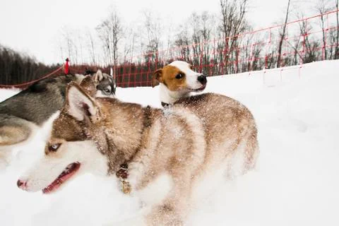 Dogs playing Stock Photos