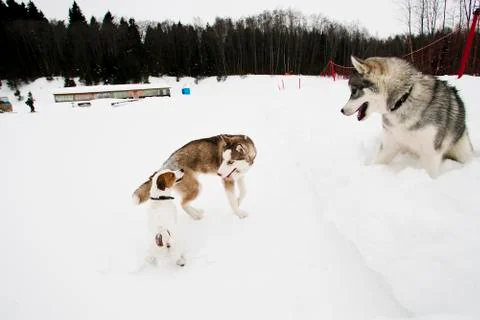 Dogs playing Stock Photos