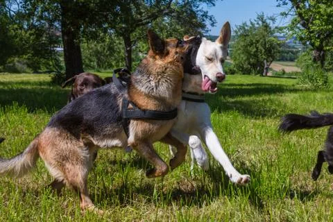 Dogs playing Stock Photos