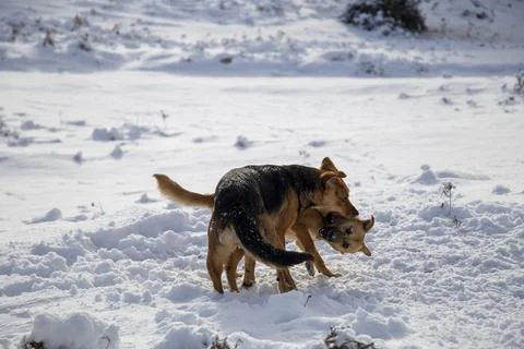 Dogs Playing Stock Photos