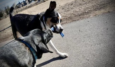 Dogs Playing Fotos de archivo