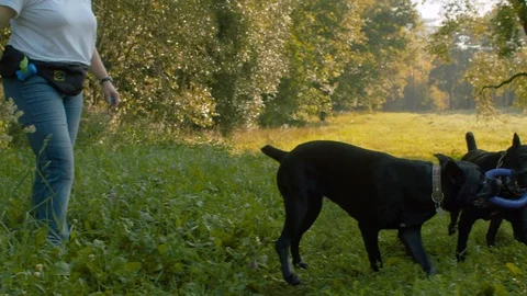 Dogs playing with the ring together Stock Footage 115533779