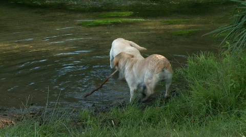 Dogs playing in the river Stock Footage 334539