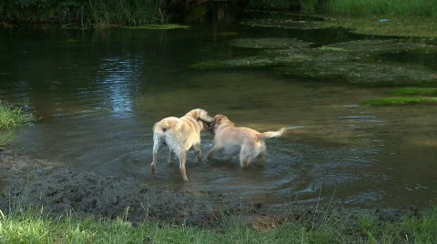 Dogs playing in the river Stock Footage 369903