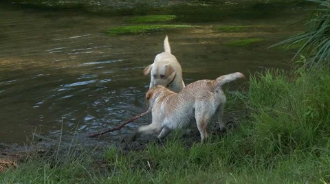 Dogs playing in the river Video stock 5089500