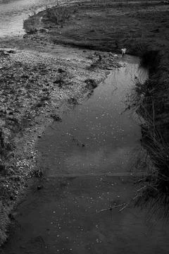 Dogs playing in the river Stock Photos