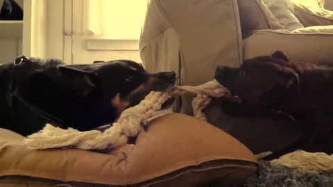 Dogs playing with a rope Stock Footage 69096670