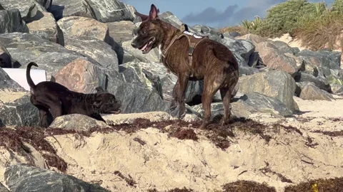Dogs playing in the sand on the beach Stock Footage 231826947