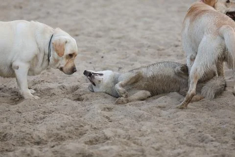 Dogs playing in the sand Stock Photos