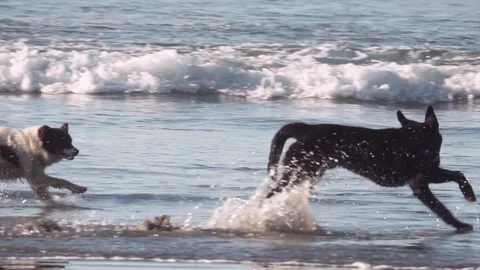 Dogs playing on the shore Video stock 109199185