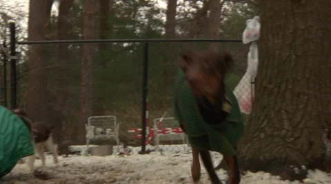 Dogs Playing SloMo Stock Footage 888474