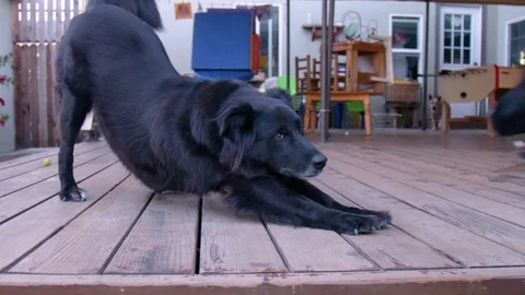 Dogs Playing : Slow Motion Stock Footage 77409670