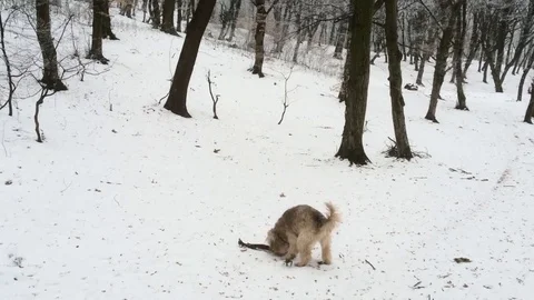 Dogs playing in the snow Stock Footage 72165321