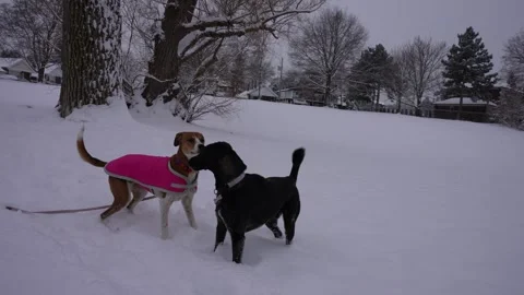 Dogs Playing in Snow Stock Footage 305956763