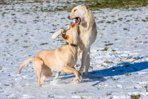 Dogs playing in the snow Stock Photos