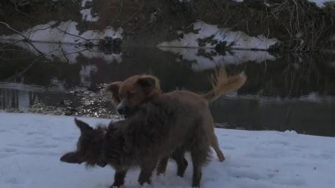 Dogs Playing in the Snow in Slow Motion 库存影片 73463760