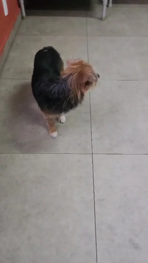 Dogs Playing Space Video stock 302206454