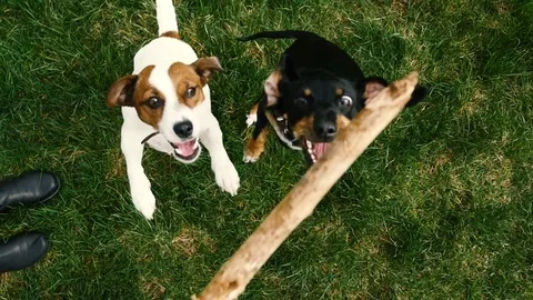 Dogs playing with stick Video stock 74762025