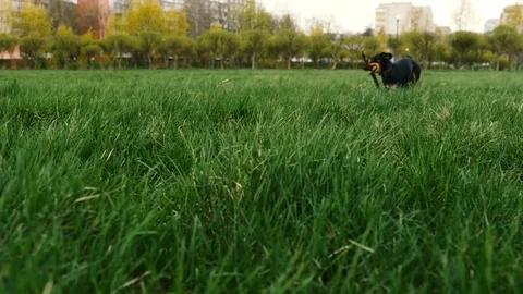 Dogs playing with stick Stock Footage 74762080