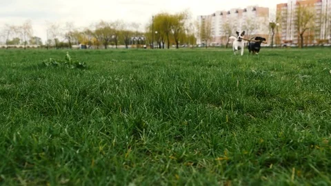 Dogs playing with stick on a grass Stock Footage 74762098
